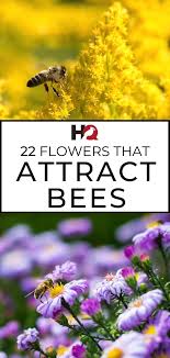 Mehr als 120 campingplätze in frankreich. 22 Proven Flowers That Attract Bees 2021 Guide Bird Watching Hq Attracting Bees Plants To Attract Bees Bees Plants