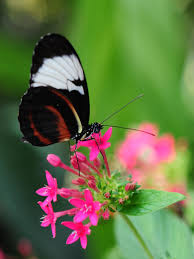 So detailed, in fact, that even your fancy quad hd (1440 x 2560 pixels) resolut. Pretty Butterfly On Pink Flower Wallpaper Iphone Android Desktop Backgrounds