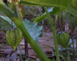 Image result for Physalis angulata