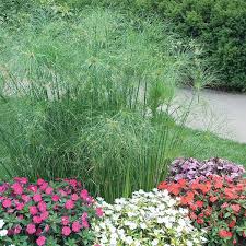 Image result for Cyperus tenax