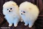 Pomeranian Puppies for Sale - Adoptapet