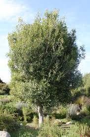 Image result for Apodytes dimidiata