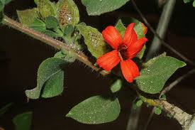 Image result for Petalidium englerianum