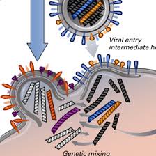 Health officials have announced a new coronavirus mutation that has been discovered in the uk, which seems to be spreading quickly in some parts of england. Viruses And Evolution History Of Vaccines
