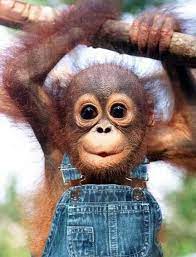 Monkey In Overalls Cuddly Animals Cute Little Animals Cute Animals