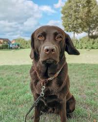 Chocolate Labrador Via Chocolatelab Bailey On Instagram Labrador Retriever Labrador Labrador Dog