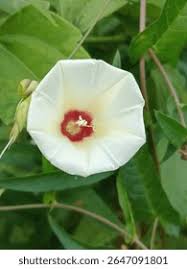 Image result for Xenostegia