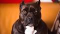 The 10 Most Dangerous Dog Breeds (AGGRESSIVE DOGS)