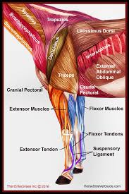 Both legs should be checked, although tendinitis usually only occurs in one leg. Vitals Anatomy Horse Side Vet Guide