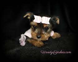 We provide only the best and healthiest yorkie puppies for sale. Yorkie Puppies For Sale In Texas Teacup Yorkie Puppies For Sale