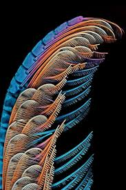 Image result for Crabbea nana