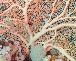 Image result for Gnidia mollis