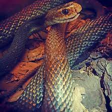 pin on the venom pit snake park