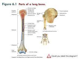 Test your knowledge about label the long bone with this online quiz. Long Bone Diagram Ulna Bone Diagram Full Hd Version Bone Diagram Fault Tree Analysis Editions Delpierre Fr Smartdraw Includes 1000s Of Professional Healthcare And Anatomy Chart Templates That