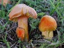 Image result for Schizochilus lepidus