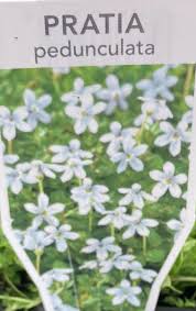 Image result for Nicolasia pedunculata