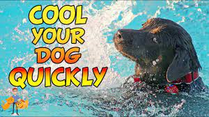 How To Cool A Dog Down Quickly And Save Their Life Hot Weather Dog Care Pt 4 Youtube