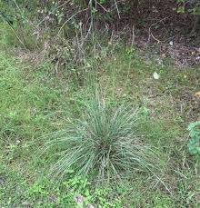 Image result for Sporobolus consimilis