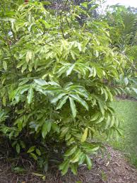 Image result for Artabotrys modestus