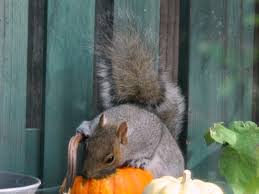 If they can get easy access to your plants and there are no deterrents they will munch on them! Squirrels Eating Pumpkins Gardening Nirvana