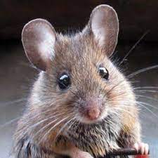 mus musculus susse tiere susseste haustiere ausgestopftes tier
