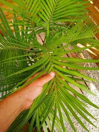 Image result for Cycas thouarsii