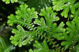 Image result for Selaginella versicolor