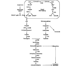 We did not find results for: Production Of Useful Secondary Metabolites Through Regulation Of Biosynthetic Pathway In Cell And Tissue Suspension Culture Of Medicinal Plants Intechopen