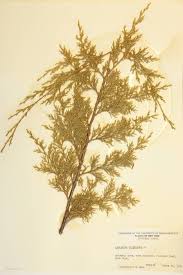 Image result for Cupressaceae