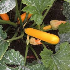 Growing Yellow Zucchini In My Front Yard Achtertuinmoestuinieren Allotment Backyardgarden Calabacin Courgette Zucchini On Bahceler Garten
