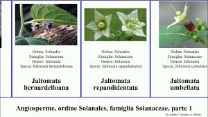 Image result for Discopodium penninervium