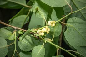 Image result for Ebenaceae