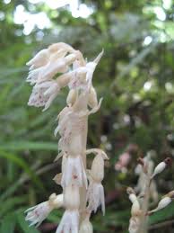 Image result for Epipogium roseum