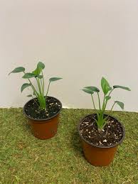 Extended periods of dryness can result in brown leaf tips or edges. Alocasia Gallery Hengstenberg S Florist