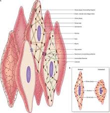 These movements push the baby through the vagina. Smooth Muscle Flashcards Quizlet