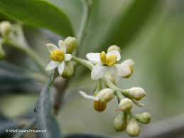 Image result for Olea capensis