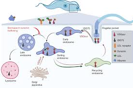 Image result for Suramin