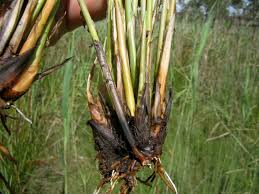Image result for Fimbristylis ferruginea