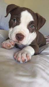 Pitbull Puppy Pitbull Puppy Pit Puppies Pitbulls