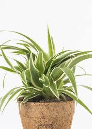 Image result for Chlorophytum comosum