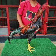 We did not find results for: Ayam Khoytrad Asal Usul Kelebihan Jenis Harga