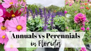 Annual plants germinate, grow, flower, set seed and die all in one growing season. Annuals Vs Perennials In Florida With Theresa Youtube