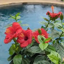 Image result for Hibiscus Red 2015 Vito