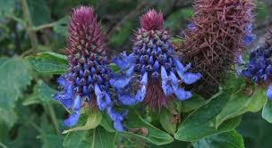 Image result for Pycnostachys coerulea