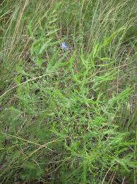 Image result for Asparagus flavicaulis