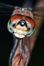 Cakar yang tajam 7.hewan yang menyesuaikan diri dengan lingkungan gurun adalah. Mata Wikipedia Bahasa Indonesia Ensiklopedia Bebas