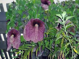 Image result for Aristolochia