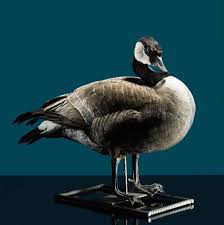 Science Quiz Animal Or Not
