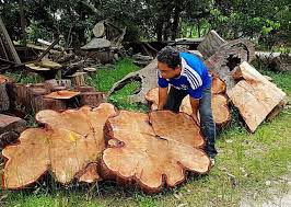 Kayu digunakan untuk berbagai keperluan, mulai dari memasak, membuat perabot (meja, kursi), bahan bangunan (pintu, jendela, rangka atap). Tahukah Anda Kayu Balak Kayu Balak Lahad Datu Info Facebook