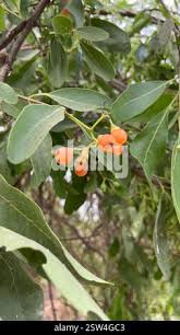 Image result for Cordia sinensis
